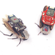 The controller is removable, and roaches go back to normal behavior quickly afterwards